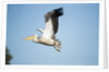 Pelican, Moremi Game Reserve, Botswana by Anonymous