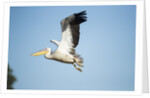 Pelican, Moremi Game Reserve, Botswana by Anonymous