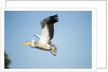 Pelican, Moremi Game Reserve, Botswana by Anonymous