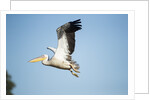 Pelican, Moremi Game Reserve, Botswana by Anonymous