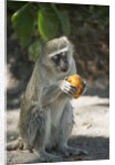 Vervet Monkey, Moremi Game Reserve, Botswana by Anonymous