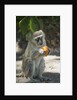 Vervet Monkey, Moremi Game Reserve, Botswana by Anonymous