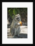 Vervet Monkey, Moremi Game Reserve, Botswana by Anonymous