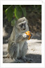 Vervet Monkey, Moremi Game Reserve, Botswana by Anonymous