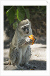 Vervet Monkey, Moremi Game Reserve, Botswana by Anonymous