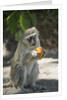 Vervet Monkey, Moremi Game Reserve, Botswana by Anonymous
