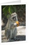 Vervet Monkey, Moremi Game Reserve, Botswana by Anonymous