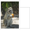 Vervet Monkey, Moremi Game Reserve, Botswana by Anonymous