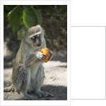 Vervet Monkey, Moremi Game Reserve, Botswana by Anonymous