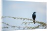 Burchellâ€™s Starling, Chobe National Park, Botswana by Anonymous