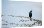 Burchellâ€™s Starling, Chobe National Park, Botswana by Anonymous