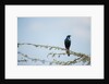 Burchellâ€™s Starling, Chobe National Park, Botswana by Anonymous