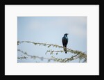 Burchellâ€™s Starling, Chobe National Park, Botswana by Anonymous