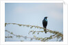Burchellâ€™s Starling, Chobe National Park, Botswana by Anonymous