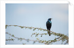 Burchellâ€™s Starling, Chobe National Park, Botswana by Anonymous