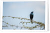 Burchellâ€™s Starling, Chobe National Park, Botswana by Anonymous