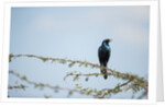 Burchellâ€™s Starling, Chobe National Park, Botswana by Anonymous