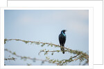 Burchellâ€™s Starling, Chobe National Park, Botswana by Anonymous