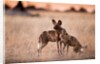 Wild Dogs, Moremi Game Reserve, Botswana by Anonymous