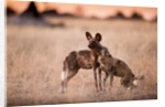 Wild Dogs, Moremi Game Reserve, Botswana by Anonymous