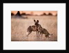 Wild Dogs, Moremi Game Reserve, Botswana by Anonymous