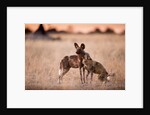 Wild Dogs, Moremi Game Reserve, Botswana by Anonymous