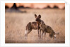 Wild Dogs, Moremi Game Reserve, Botswana by Anonymous