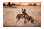 Wild Dogs, Moremi Game Reserve, Botswana by Anonymous