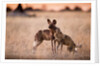 Wild Dogs, Moremi Game Reserve, Botswana by Anonymous