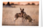 Wild Dogs, Moremi Game Reserve, Botswana by Anonymous