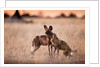 Wild Dogs, Moremi Game Reserve, Botswana by Anonymous