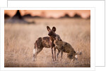 Wild Dogs, Moremi Game Reserve, Botswana by Anonymous
