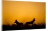Wild Dogs, Moremi Game Reserve, Botswana by Anonymous