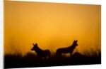 Wild Dogs, Moremi Game Reserve, Botswana by Anonymous