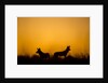 Wild Dogs, Moremi Game Reserve, Botswana by Anonymous