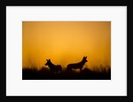 Wild Dogs, Moremi Game Reserve, Botswana by Anonymous