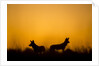 Wild Dogs, Moremi Game Reserve, Botswana by Anonymous