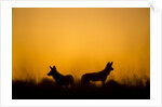Wild Dogs, Moremi Game Reserve, Botswana by Anonymous