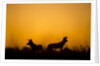 Wild Dogs, Moremi Game Reserve, Botswana by Anonymous