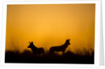 Wild Dogs, Moremi Game Reserve, Botswana by Anonymous