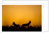 Wild Dogs, Moremi Game Reserve, Botswana by Anonymous