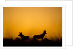Wild Dogs, Moremi Game Reserve, Botswana by Anonymous
