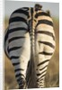 Plains Zebra, Moremi Game Reserve, Botswana by Anonymous