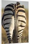 Plains Zebra, Moremi Game Reserve, Botswana by Anonymous
