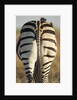 Plains Zebra, Moremi Game Reserve, Botswana by Anonymous