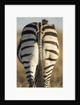 Plains Zebra, Moremi Game Reserve, Botswana by Anonymous