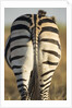 Plains Zebra, Moremi Game Reserve, Botswana by Anonymous