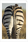 Plains Zebra, Moremi Game Reserve, Botswana by Anonymous