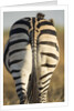 Plains Zebra, Moremi Game Reserve, Botswana by Anonymous