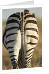 Plains Zebra, Moremi Game Reserve, Botswana by Anonymous
